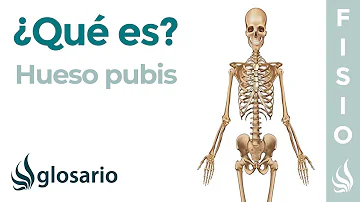 ¿Cuál es el pubis?