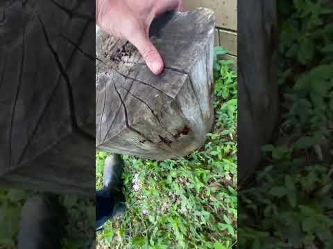 Video: Kaip elektra mušate termitus?