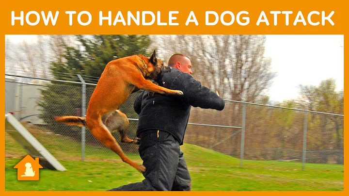 How to Handle a Dog Attack | Survive Tips Explained | Pets Guideline