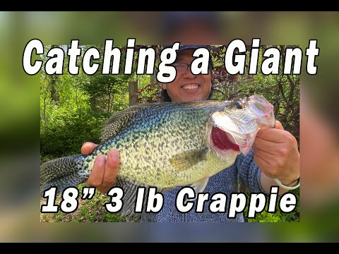 爆钓花鲈（可爰皮）Pre-spawn crappie fishing 2021 