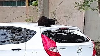 Wonderful Street Cats settled on someone's parked cars