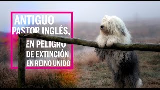 La belleza de los perros Pastor Inglés / entrevista a Nestor Arriaga 