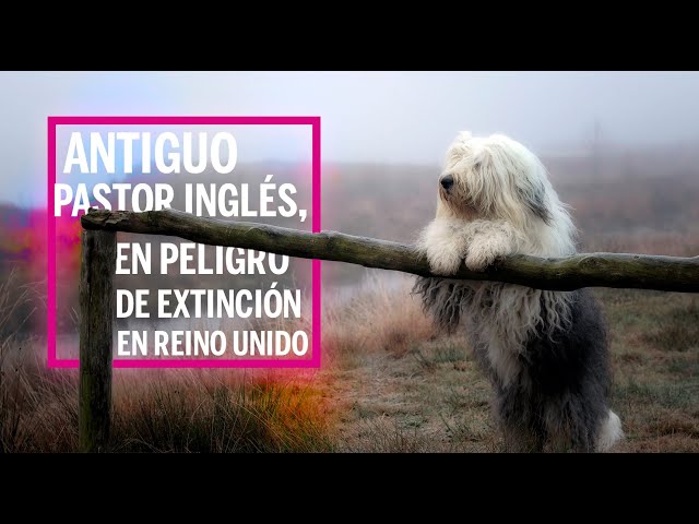 Perro pastor inglés, en peligro de extinción en Reino Unido