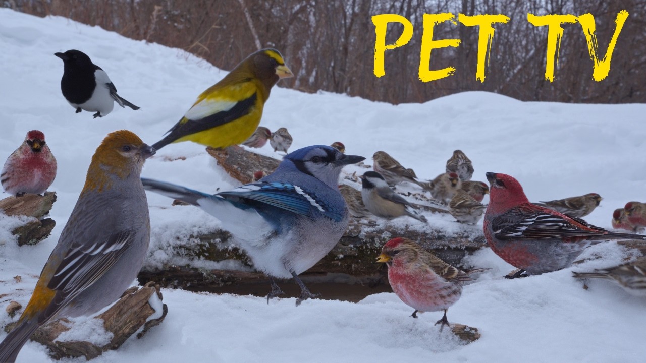 Cat TV • Dog TV 🐱 Birds Feeding and Drinking at a Snowy Bird Bath - 8 Hours of Relaxing Birdwatching