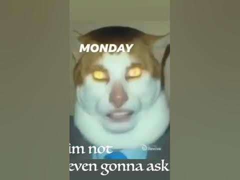 Cat Saying Huh! - YouTube