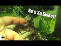 How To Take Care of a Frilled Dragon 🐉 (And Why You Need One in Your Life!)