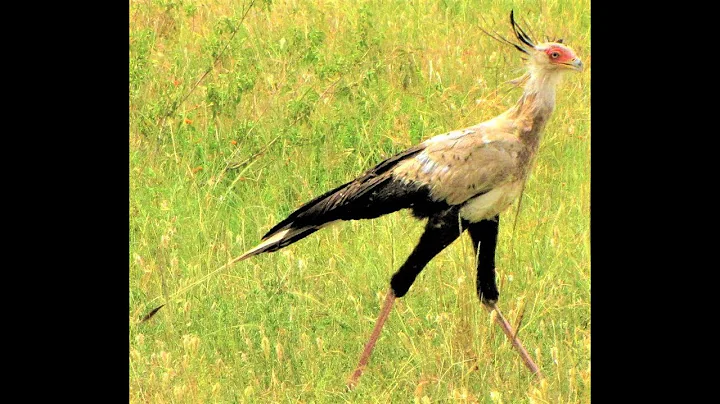 THE ENDANGERED SECRETARY BIRD By Thomas Nicholls