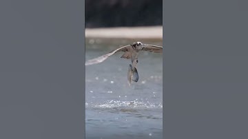 Surah Al Ikhlas #egzonibrahimi #سورة_الإخلاص #ikhlas #shortvideo #birds #nature