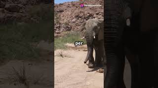 Fun Facts About The Elephant Shrew animals facts amazinganimals