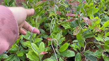 Cúc hoa Hồng thanh Tú, 0397142252 hoặc 0947873959