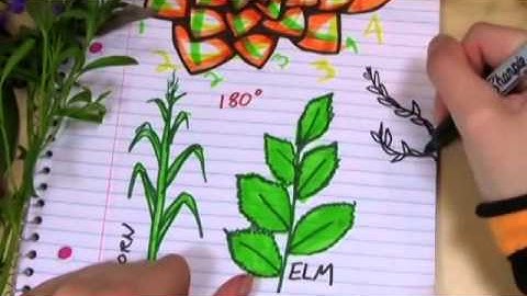 Doodling in Math  Spirals, Fibonacci, and Being a Plant Part 3 of 3