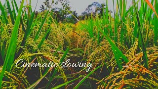 Cinematic sawah | story wa 30 detik | slowly cinematic | video aesthetic keren