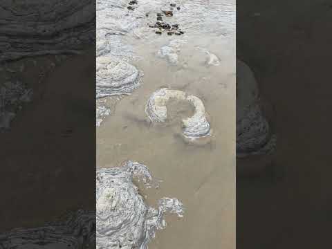 Just exposed set of 8 dinosaur footprints in Bexhill-On-Sea (iguanodon?)