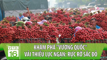 Khám phá "vương quốc" vải thiều Lục Ngạn: Rực rỡ sắc đỏ | Sống ở làng | VTC16