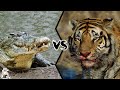 CROCODILE VS TIGER  - Who Is The Strongest Predator?