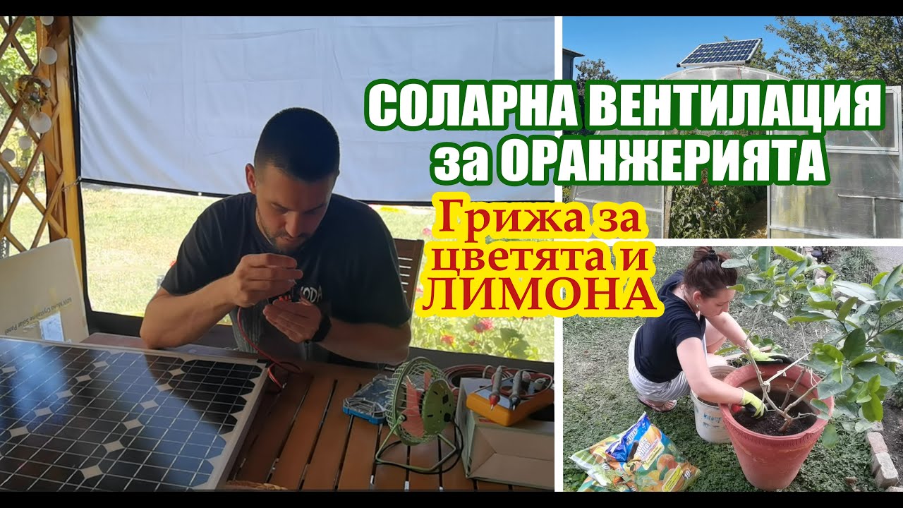 СОЛАРНА ВЕНТИЛАЦИЯ за оранжерията: Грижа за цветята и ЛИМОНА