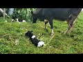Parto de gemelos en bovinos