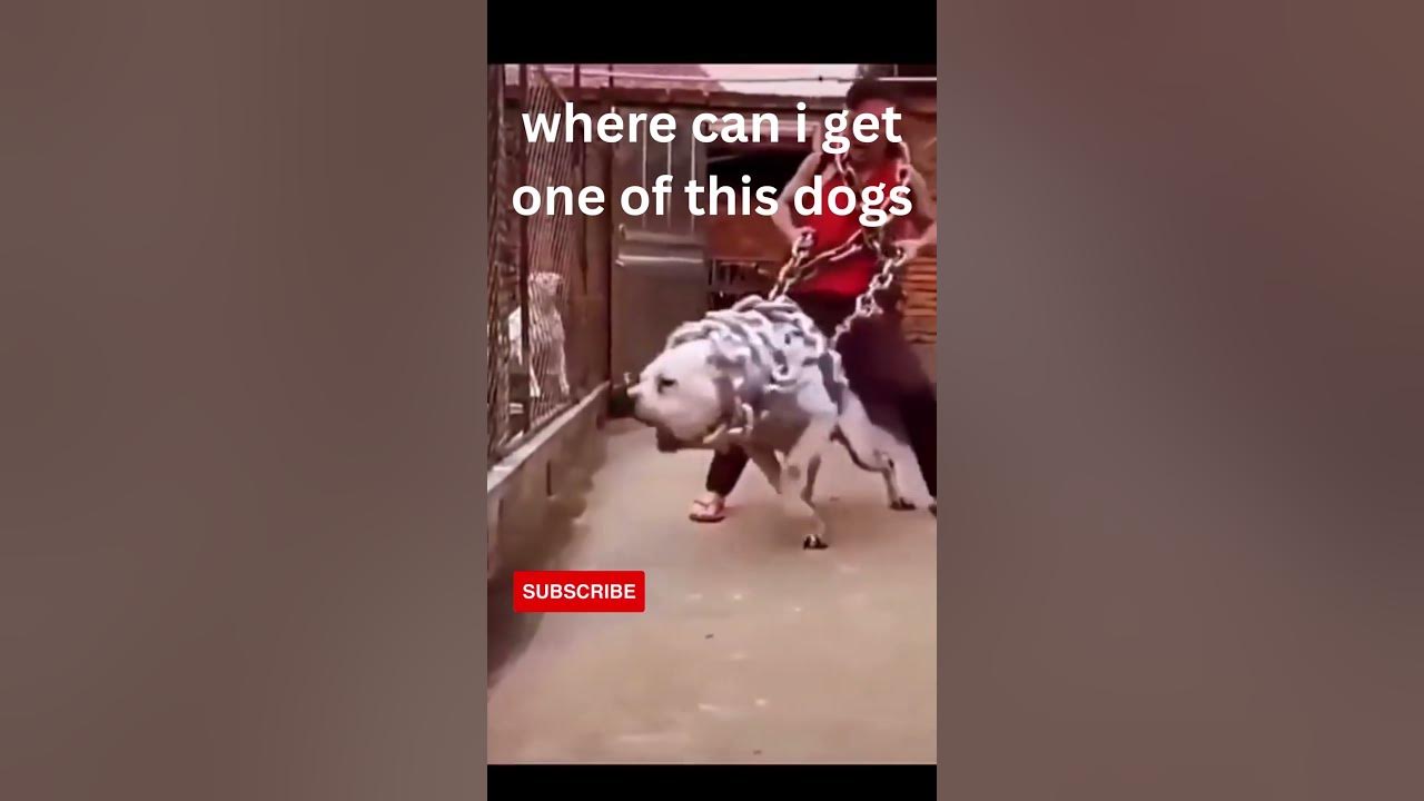 Pitbull Top 10 Dangerous Dog Breed shorts dogs pitbull YouTube pitbull-top-10-dangerous-dog-breed-shorts-dogs-pitbull-youtube
