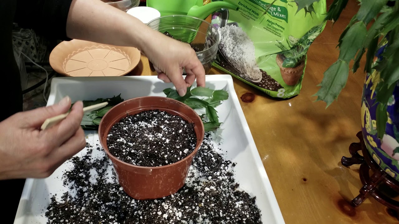 게발 선인장 번식하여 키우기 방법 (How to Propagate and grow Thanksgiving & Christmas