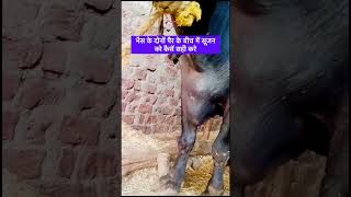 भैस के दोनों पैर के बीच में सूजन को कैसें सही करे #viral #cow #shorts #buffalo #swelling