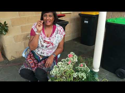 Video: Ons Keer Pelargonium Terug Na Huise En Woonstelle