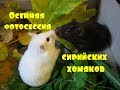 ВИДЕО ПРО ХОМЯКОВ  Домашние хомяки  СИРИЙСКИЙ ХОМЯК Канал про животных @JessLifePets