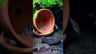 Breeding German Blue Rams amazingaquarium exoticaquariumfish aquarium fishtank aquariumfish
