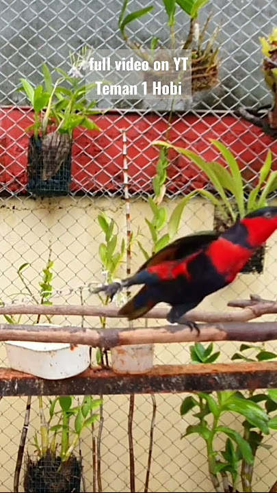 SUARA BURUNG NURI KEPALA HITAM PAPUA #bird