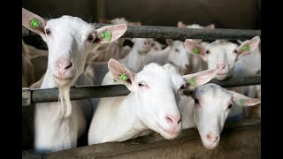 Agromasters - Rapid-Exit Milking Parlour for smaill Ruminants