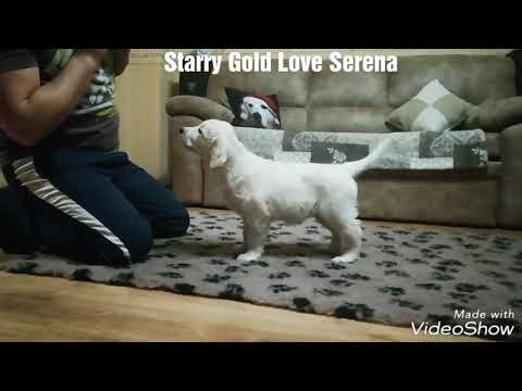 Starry Gold Love Serena 8 hetesen