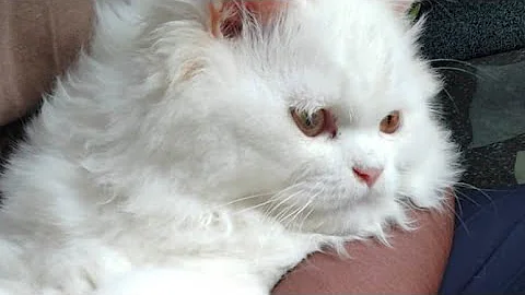 Watch the video about #cat #cats #catvideos #cuteanimals #funnycats#funnyanimals #funny #funnyvideo #catfunny#