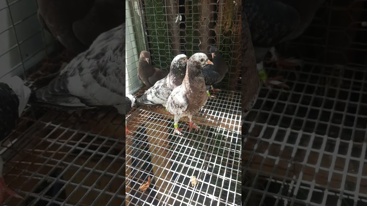 Young 2025 Tort Rollers Clean Leg & Booted