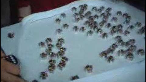 Micro-Robot Swarm