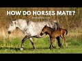 How Do Horses Mate?