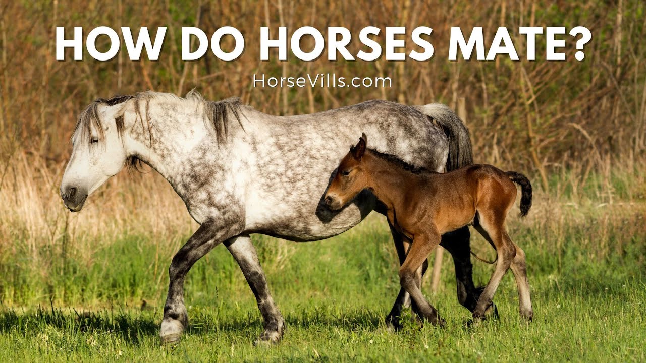 How Do Horses Mate? - YouTube