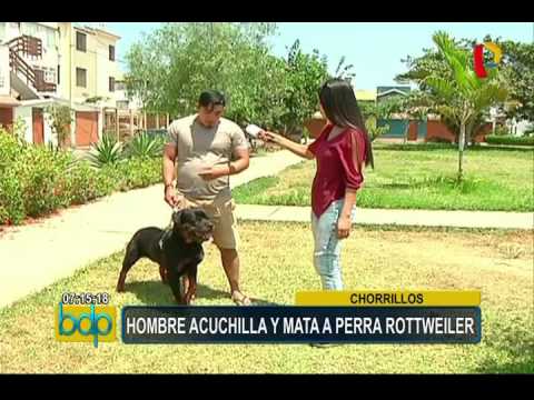 Video: I Hvilken Alder Kan En Rottweiler Trent?