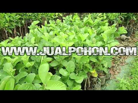 Jual Bibit Tanaman Jambu Sukun Daun Rimbun Siap Tanam