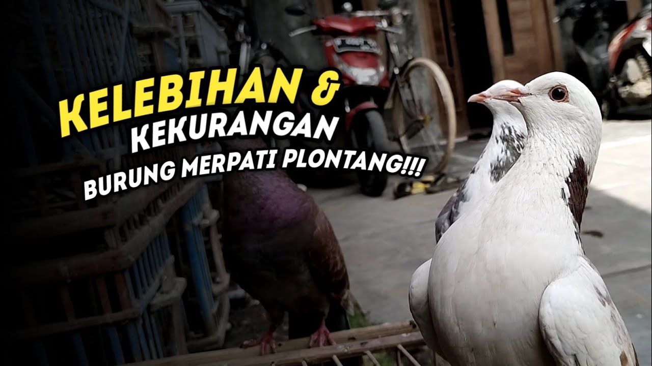 PENTING! KEKURANGAN DAN KELEBIHAN MERPATI PLONTANG/ BLANTONG‼️