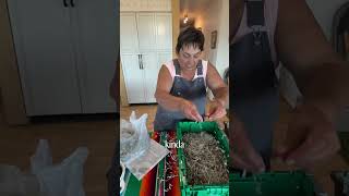 How Kay made her worm bin 🪱