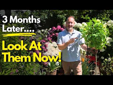 Which Flowering Tree Grew the Most? Our 3-Month Update (Hydrangea, Hibiscus, & More) #garden #trees