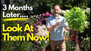 Which Flowering Tree Grew the Most? Our 3-Month Update (Hydrangea, Hibiscus, & More) #garden #trees