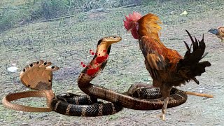 So Terrible! When Angry Roosters and Snake King Meet Big Battles in the Animal World
