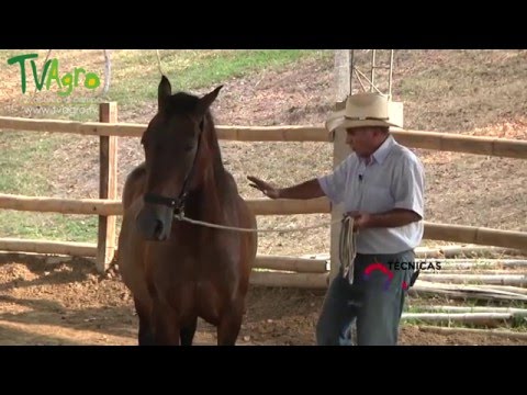 Video: La forma correcta de cuidar de un caballo de rescate