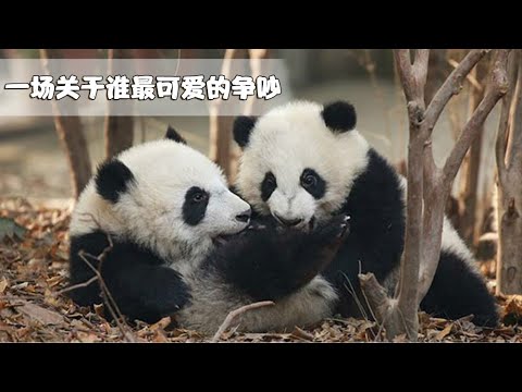 《熊貓早晚安》一場關於誰最可愛的戰鬥正在進行 | iPanda