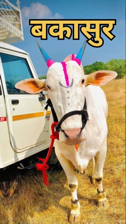 bakasura new status 2023 #bailgadasharyat #नाद #trending #viral