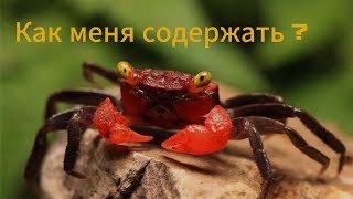 видео: АКВАРИУМНЫЙ КРАБ 🦀 ВСЁ о СОДЕРЖАНИИ!!! картинка: АКВАРИУМНЫЙ КРАБ 🦀 ВСЁ о СОДЕРЖАНИИ!!!