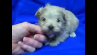 Apricot Maltipoo