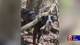 $5K reward offered for information on dog left tied to tree by collar in South Windsor