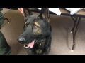 VIDEO: K-9, traffic stop lead to marijuana seizure