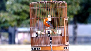 ANIS MERAH GACOR PASTI CEPAT MERANGSANG BUNYI ANIS MERAH LAIN   #pancingananismerah